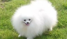 博美爆料新闻事件真相,揭开新闻事件背后真相